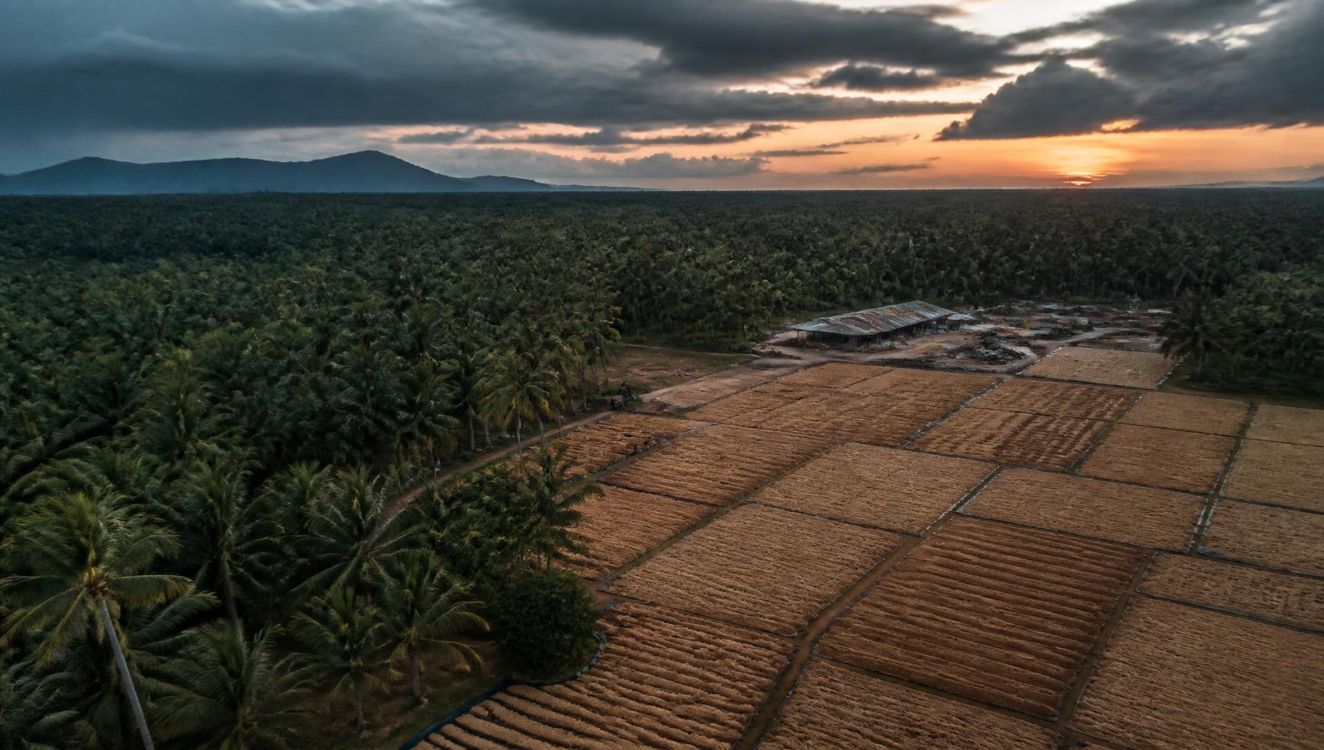 Aerial view of a coconut plantation beside coir drying yards at dusk