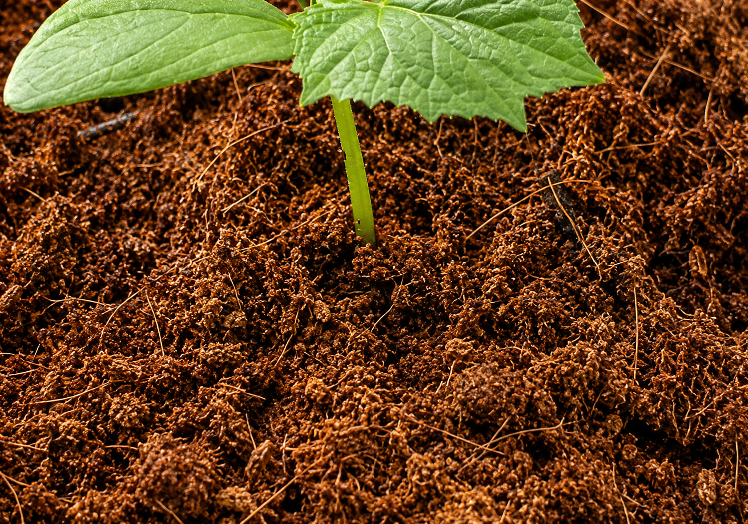 Coir Pith — SS FIBRE