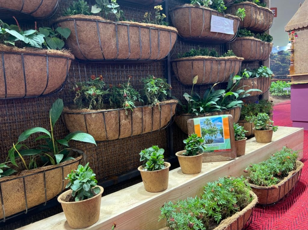 Coconut husks beside young seedlings growing in coir medium