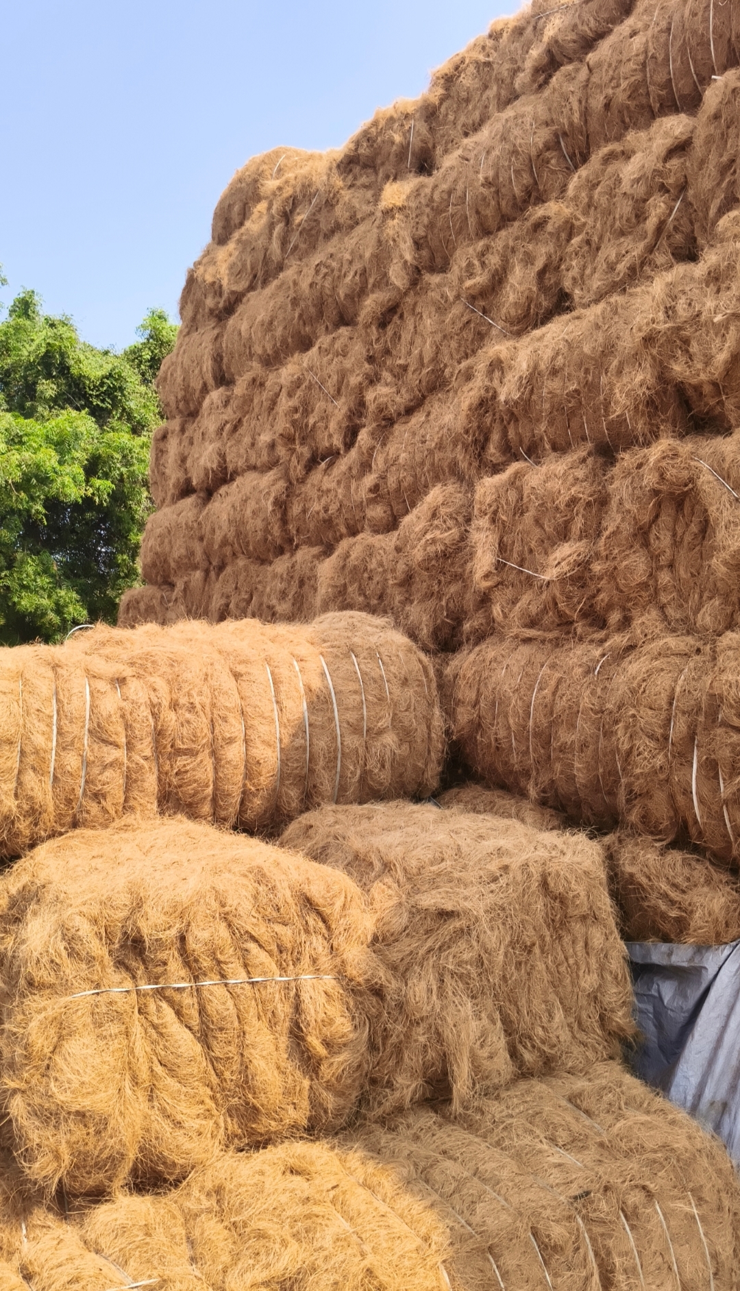 Coir Fibre Bundle